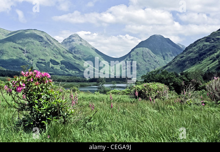 Frühsommer Blick auf Glen Coe Hügel von Glen Etive in Schottland mit Rhododendren blühen am Lochan Urr Stockfoto