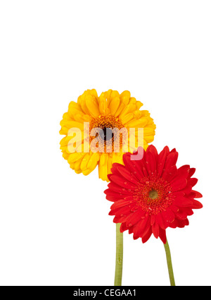 Zwei Blumen-Gänseblümchen in rot und gelb mit Wassertropfen auf einem weißen Hintergrund Stockfoto