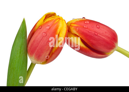Zwei Frühling Tulpen mit Wasser fällt auf weißem Hintergrund Stockfoto