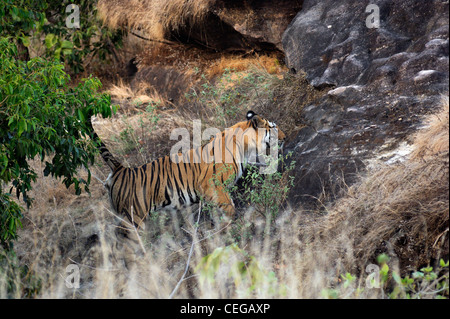 Erwachsene männliche Bengal-Tiger (Panthera Tigris), bekannt als B2 oder Sundar in Bandhavgarh National Park, Madhya Pradesh, Indien Stockfoto