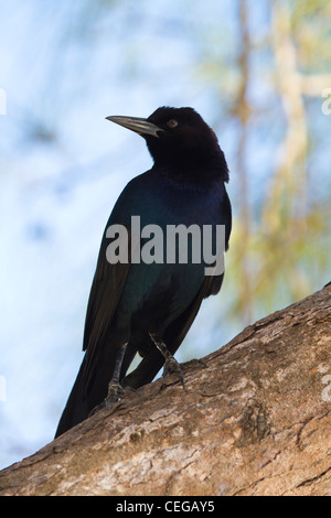 männliche Boot-angebundene Grackle (große Qusicalus) thront auf Baumstamm Stockfoto