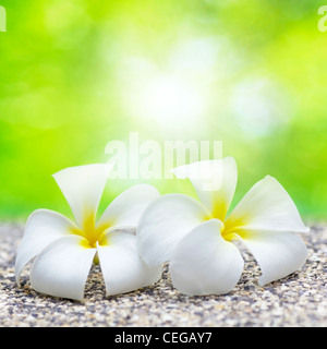 Zwei weiße Blüten. Quadratische Komposition. Flachen DOF. Stockfoto