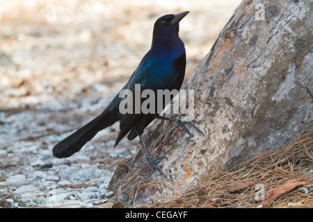 männliche Boot-angebundene Grackle (große Qusicalus) an der Basis eines Baumes Stockfoto