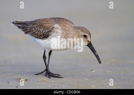 Alpenstrandläufer (Calidris Alpina) in nicht-Zucht Gefieder zu Fuß am Strand Stockfoto