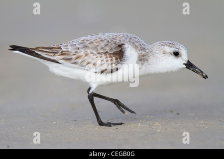 Sanderling (Calidris Alba) zu Fuß am Strand Stockfoto