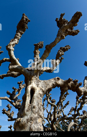 Beschnitten (beschnitten) London Platane (Platanus Acerifolia Hybrid) wächst im Golden Gate Park, San Francisco. Stockfoto