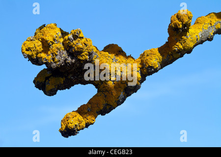 Gelbe Flechten auf einer verfing (beschnitten) London Platane (Platanus Acerifolia Hybrid) wächst im Golden Gate Park, San Francisco. Stockfoto