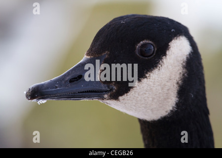 Kanadagans (Branta Canadensis) Kopf Stockfoto