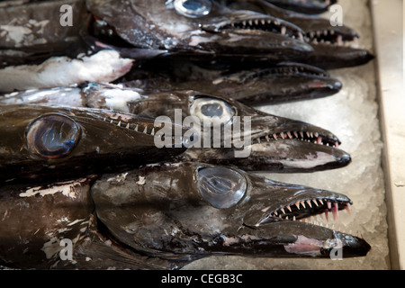 Espada schwarz oder schwarz Scheide Fisch auf zerstoßenem Eis auf dem Fischmarkt von Funchal auf Madeira. Portugal Stockfoto