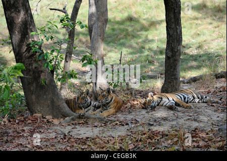 Bengal Tiger Cubs (Panthera Tigris) in Bandhavgarh National Park, Madhya Pradesh, Indien Stockfoto