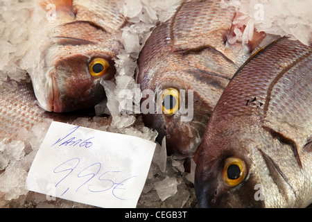 Madeira Fish on Crushed Ice on Market Stall auf dem Fischmarkt von Funchal, Portugal. Stockfoto