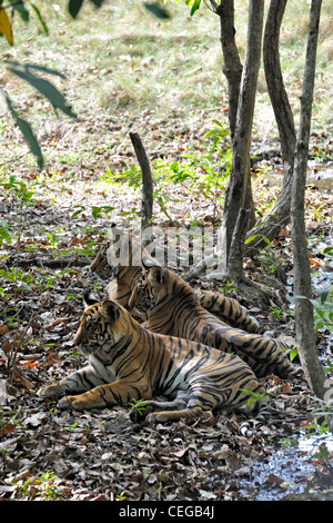 Bengal Tiger Cubs (Panthera Tigris) in Bandhavgarh National Park, Madhya Pradesh, Indien Stockfoto