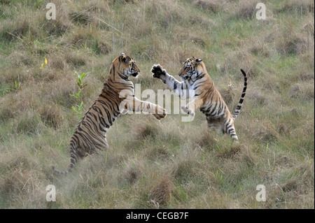 Bengal Tiger Cubs (Panthera Tigris) in Bandhavgarh National Park, Madhya Pradesh, Indien Stockfoto