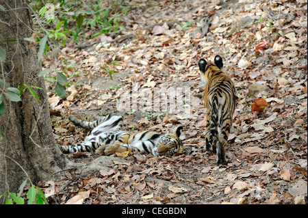 Bengal Tiger Cubs (Panthera Tigris) in Bandhavgarh National Park, Madhya Pradesh, Indien Stockfoto