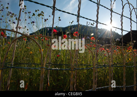 Wiesenblumen im Arêches Dorf von Savoyen. Beaufortain Tal. Rhone-Alpen-Frankreich Stockfoto