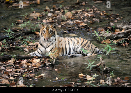 Bengal-Tiger (Panthera Tigris) in Bandhavgarh National Park, Madhya Pradesh, Indien Stockfoto