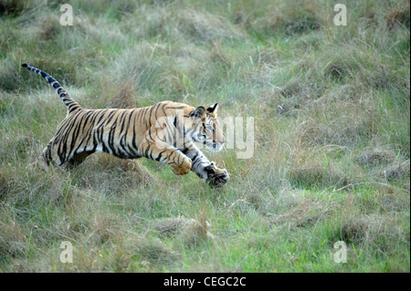 Bengal Tiger Cub (Panthera Tigris) in Bandhavgarh National Park, Madhya Pradesh, Indien Stockfoto