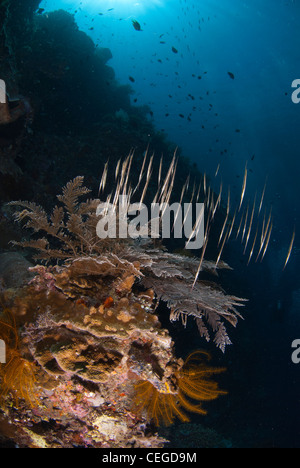 eine Gruppe von Rasiermesser oder Garnelen Fischen schwimmen entlang der Korallenwand Buanken in Indonesien. Stockfoto