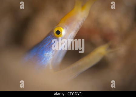 Ein blau und gelb, die männlichen Band Ell (Rhinomuraena Quaesita) breite erschossen öffnen, um die meisten das Bild, halten Sie die Augen im Fokus zu verwischen. Stockfoto