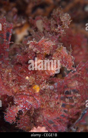 Ein weedy Drachenköpfe (Rhinopias Frondosa) ist sehr künstlerisch Gesicht zeigt. Lembeh Strait Indonesien Stockfoto