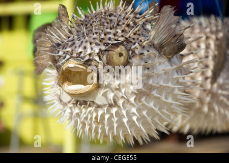 Getrocknete Kugelfisch auf Barbados Markt Stockfoto