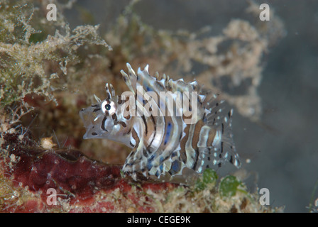 ein Höhenplan von einem winzigen juvenile Rotfeuerfisch (Pterois Volitans) mit dem Mund weit offen beim Gähnen. Indonesien unter Wasser Stockfoto