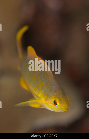 Anthias ein kleiner Fisch, der lebt in Gruppen und Unterstände im tropischen Korallenriff zu finden. Sie geben mehr Farbe in die Landschaft Stockfoto