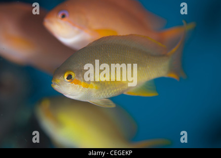 Anthias ein kleiner Fisch, der lebt in Gruppen und Unterstände im tropischen Korallenriff zu finden. Sie geben mehr Farbe in die Landschaft Stockfoto
