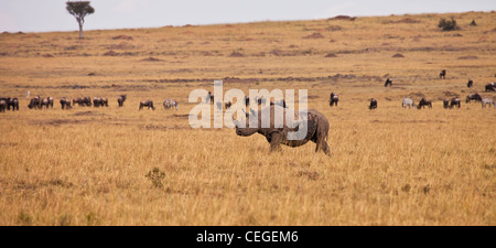 Schwarze Nashorn, Masai Mara National Reserve, Kenia, Ostafrika Stockfoto