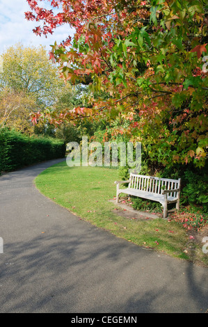 Holzbank im leeren Gartenweg an der Cambridge University Botanic Garden Stockfoto