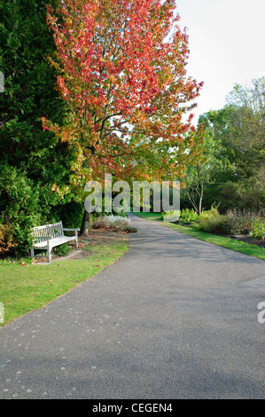 Holzbank im leeren Gartenweg an der Cambridge University Botanic Garden Stockfoto