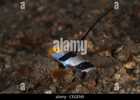 Eine schwarze durchleuchtet Garnelen Grundel prüft die Umgebung rund um den Bau. Genommen In Lembeh Strait Nord-Sulawesi Indonesien Stockfoto