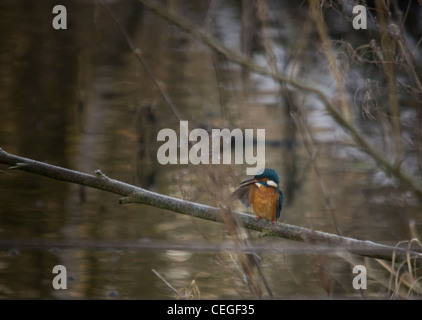 Eisvogel Stockfoto