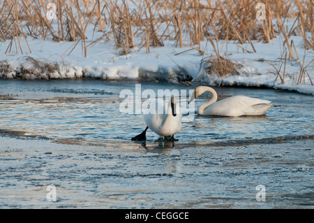 Stock Foto von Trumpeter Schwäne auf einem gefrorenen Bach. Stockfoto