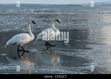 Stock Foto von Trumpeter Schwäne auf einem gefrorenen Bach. Stockfoto