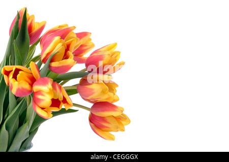 Tulpen Blumen isoliert auf weiss Stockfoto