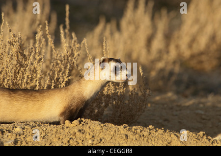 Stock Foto von ein wild Black – füßiges Frettchen in seinem Bau. Stockfoto