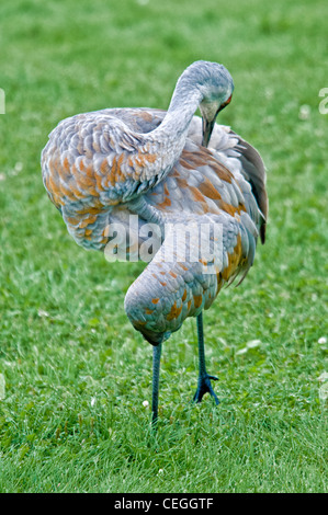 Geringerem Sandhill Kran Grus Canadensis Canadensis, putzen, Homer, Alaska, USA Stockfoto