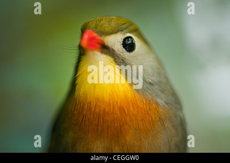 Eine Peking-Robin Stockfoto