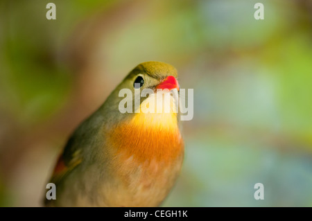 Eine Peking-Robin Stockfoto