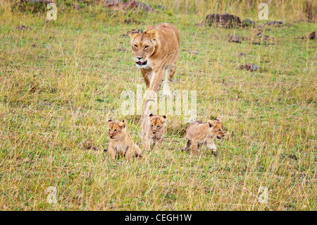 Afrikanische Löwin zu Fuß mit drei jungen, Panthera Leo, Masai Mara National Reserve, Kenia, Afrika Stockfoto