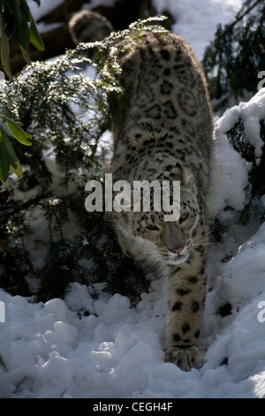 Ein Schneeleopard stalking im Schnee Stockfoto