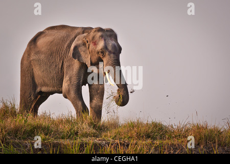 Indische Elefanten von Kaziranga National Park, Assam, Indien Stockfoto