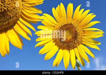 In der Nähe von zwei Sonnenblumen auf einem blauen Hintergrund, Umbrien, Italien Stockfoto