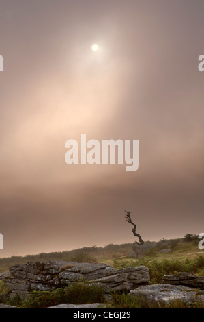 Sonne und Nebel am Combestone Tor, Dartmoor, Devon, August 2011. Stockfoto