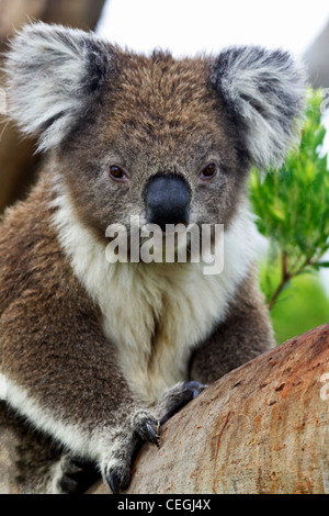 Wachsam, männliche Koala auf Victorias Cape Otway mit großen Krallen sichtbar und von männliche Brust Färbung gekennzeichnet. Stockfoto