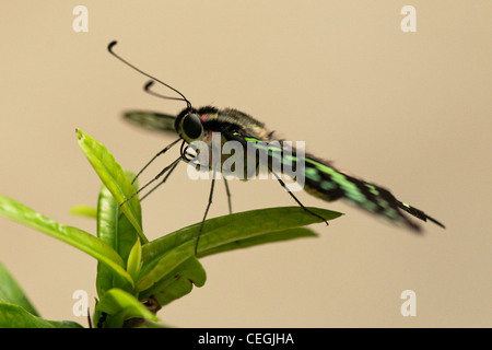 Der Malachit hat große Flügel, die schwarz und glänzend grün oder gelb-grün auf der oberseits und leicht braun und Olive gre Stockfoto