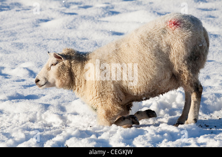 Domestizierte Schafe im Winter Stockfoto