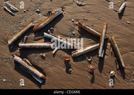 Eine Sammlung von Razor Muscheln am Strand angespült Stockfoto