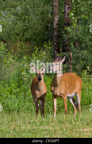 White-tailed tut Stockfoto